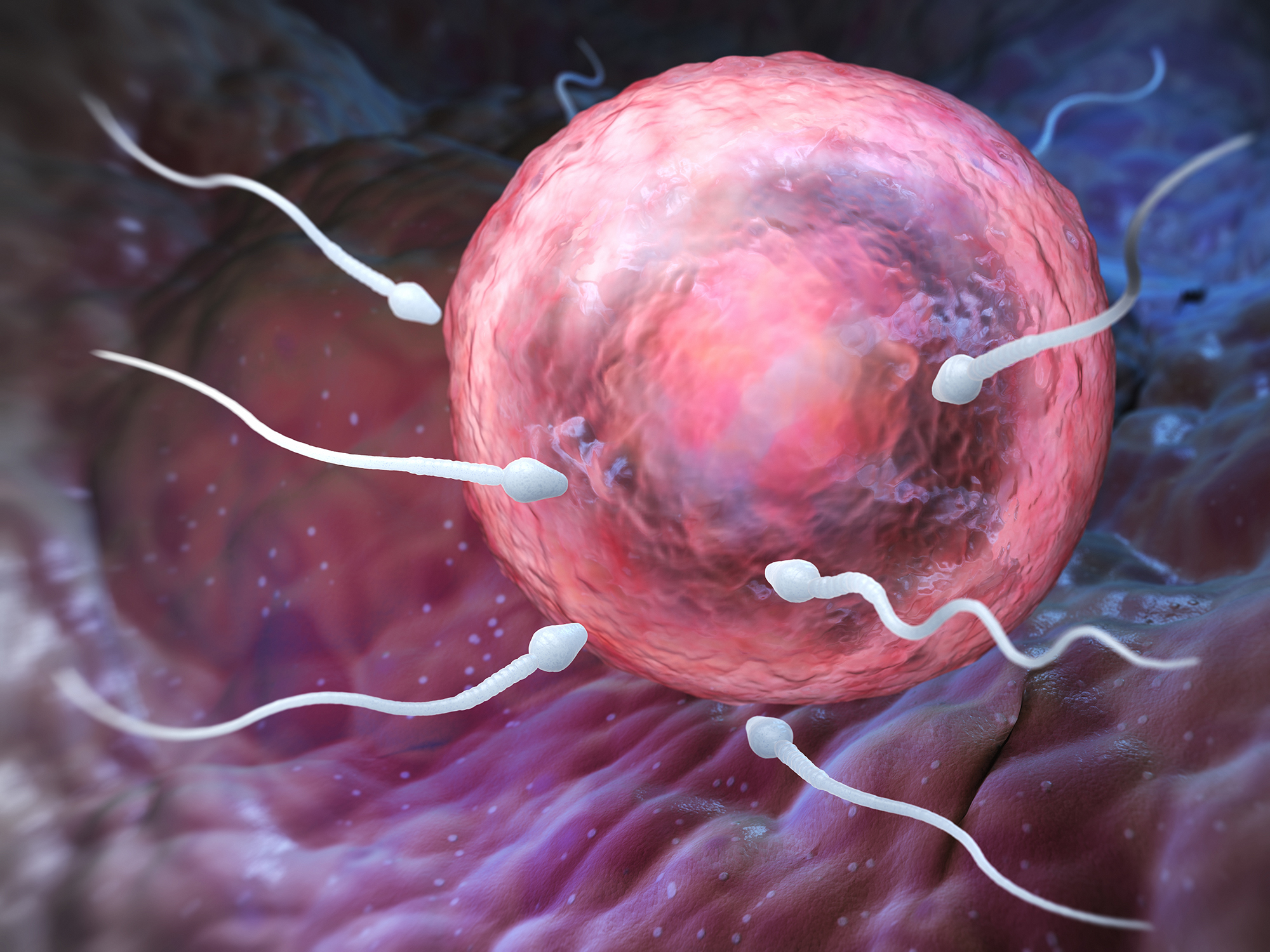 Cuanto tiempo tarda el espermatozoide en fecundar el ovulo